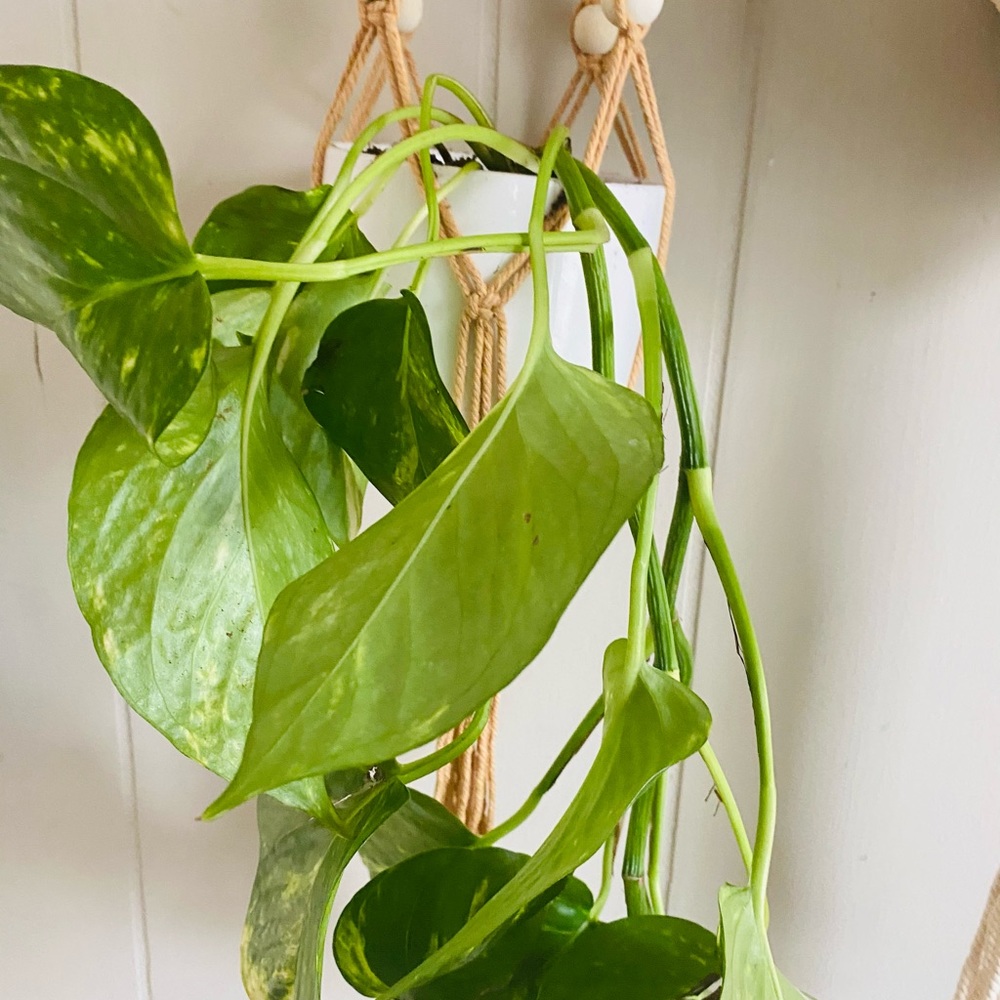Plant macrame - Picture 3 of 6
